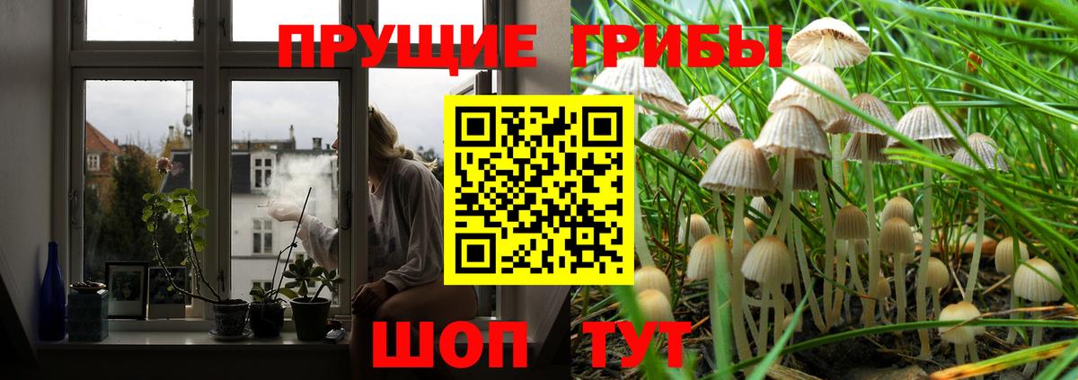 Псилоцибиновые грибы мицелий Алатырь